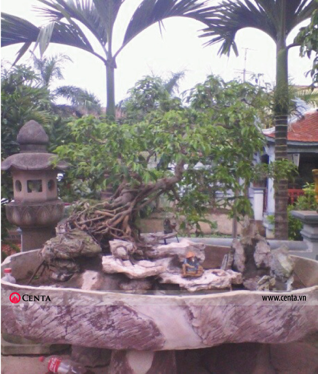 Tieu canh san vuon 10